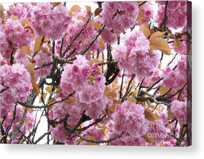 Cherry Blossoms Acrylic Print featuring the photograph Spring Cherry Blossoms by Scott Cameron