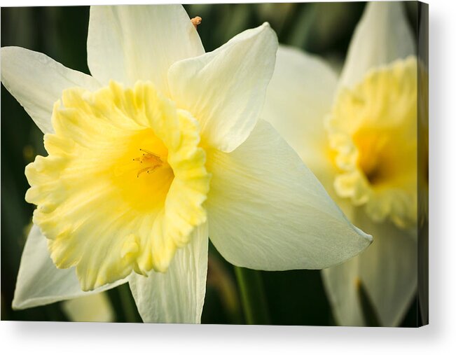 Illinois Acrylic Print featuring the photograph Spring Daffodils by Joni Eskridge