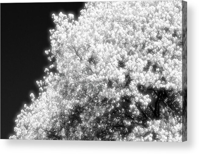 Black And White Acrylic Print featuring the photograph Spring Day In Barrie Ontario Canada 2017-05-15 Two by Lyle Crump