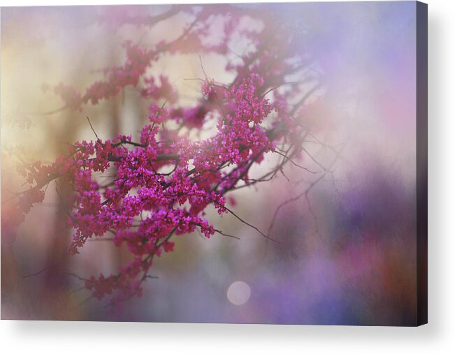 Nature Acrylic Print featuring the photograph Spring Dream I by Toni Hopper