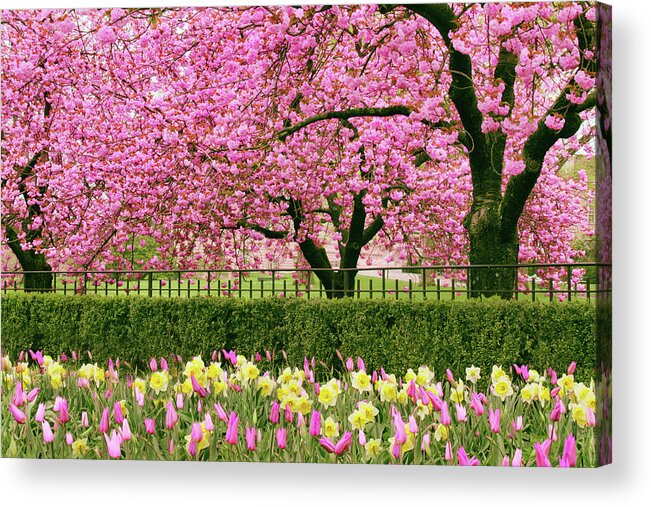 New York Botanical Garden Acrylic Print featuring the photograph Spring Extravaganza by Jessica Jenney