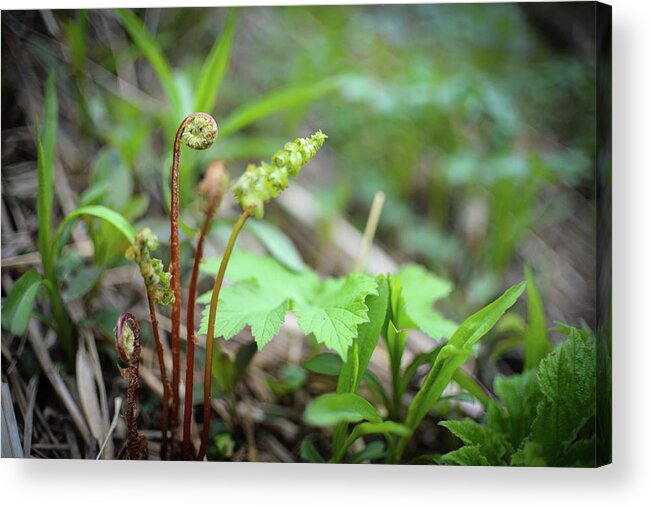 Alex Blondeau Acrylic Print featuring the photograph Spring Ferns by Alex Blondeau