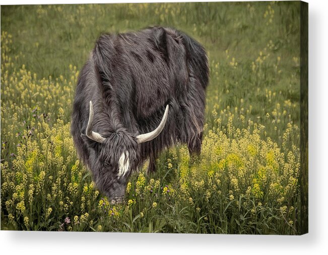 Yak Acrylic Print featuring the photograph Spring Fields by Robin-Lee Vieira