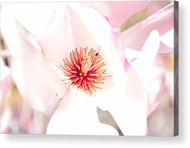 Aroma Acrylic Print featuring the photograph Spring Flower Blossoms by Serena King