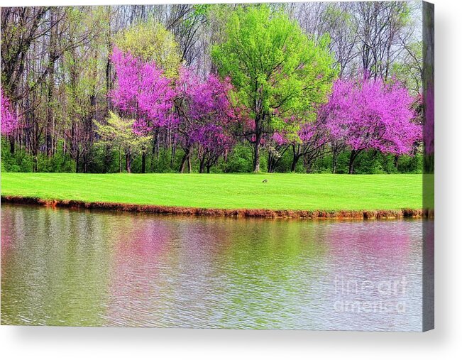 Trees Acrylic Print featuring the photograph Spring by Geraldine DeBoer