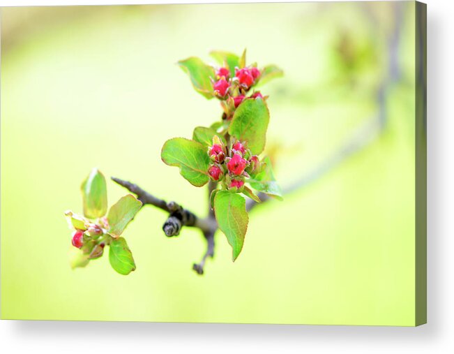 Spring Acrylic Print featuring the photograph Spring Hope by Linda L Brobeck