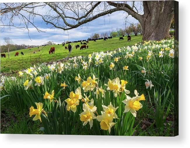 Daffodil Acrylic Print featuring the photograph Spring in Litchfield by Bill Wakeley