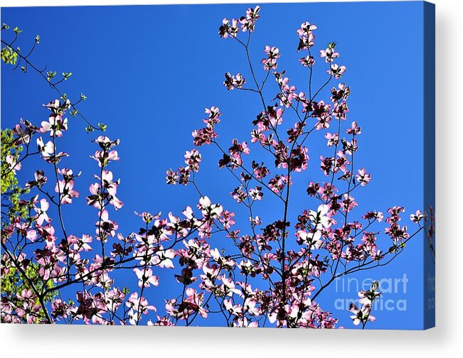 Springtime Acrylic Print featuring the photograph Spring in Louisville by Merle Grenz