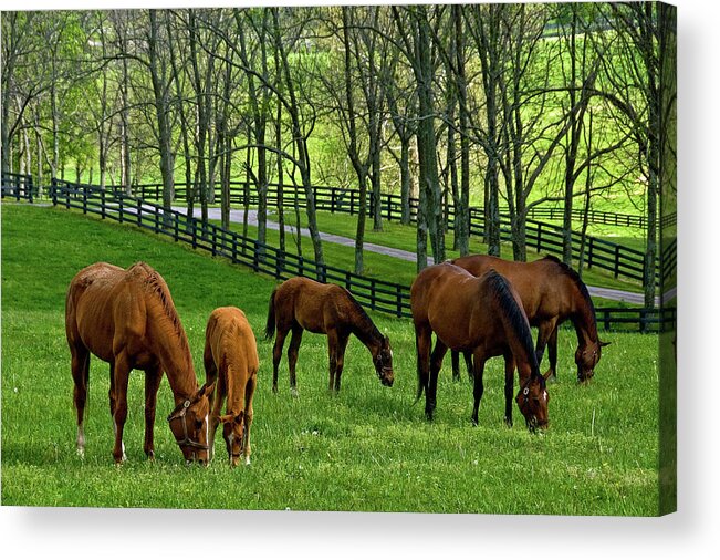 Horses Acrylic Print featuring the photograph Spring in the Bluegrass by Rebecca Higgins