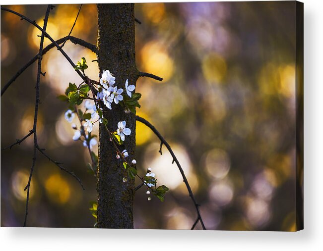 Spring Acrylic Print featuring the photograph Spring in the forest by Vishwanath Bhat