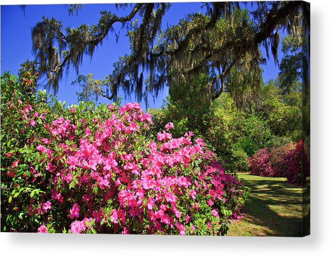 Pink Acrylic Print featuring the photograph Spring in the South by Jill Lang