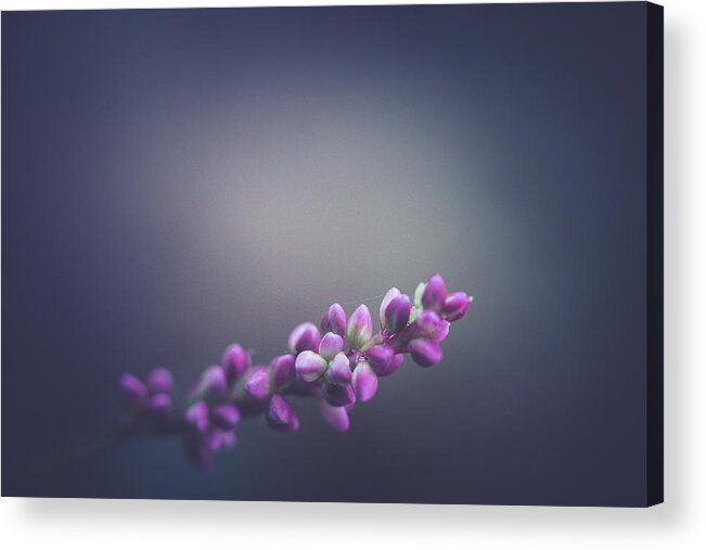 Spring Acrylic Print featuring the photograph Spring Lights by Shane Holsclaw