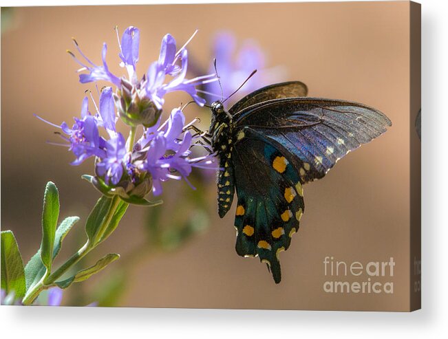 Butterfly Acrylic Print featuring the photograph Spring by Lisa Manifold