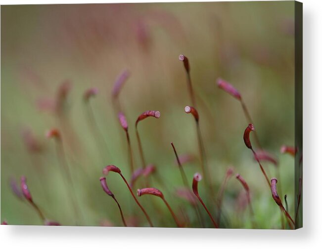 Spring Acrylic Print featuring the photograph Spring Macro5 by Jeff Burgess