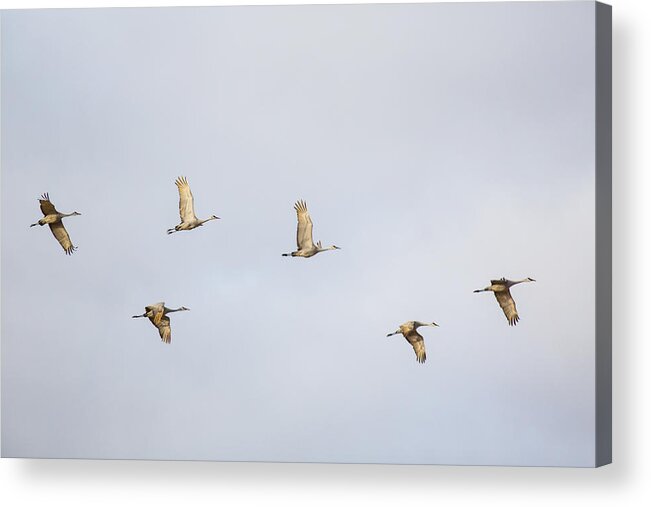 Sandhill Crane Acrylic Print featuring the photograph Spring Migration 3 by Kathy Adams Clark