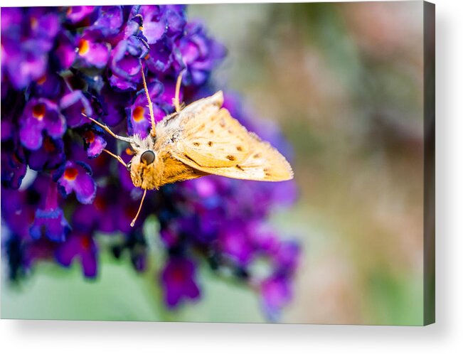 Flower Acrylic Print featuring the photograph Spring Moth by James L Bartlett