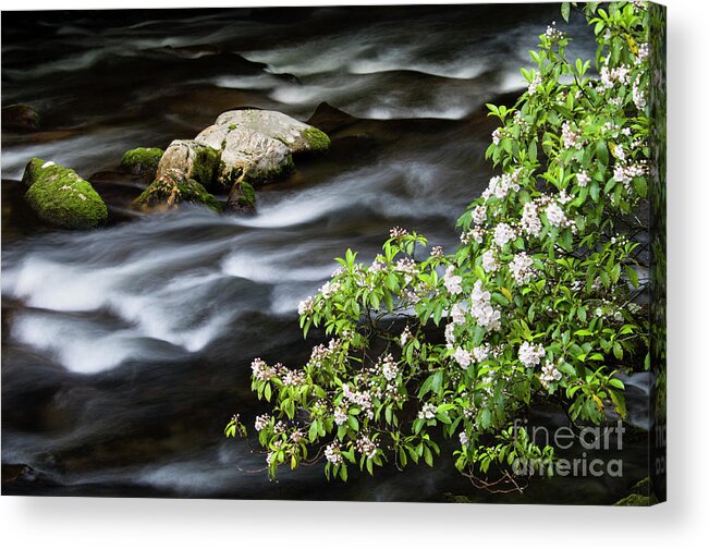Mountain Acrylic Print featuring the photograph Spring on the Oconaluftee River - D009923 by Daniel Dempster