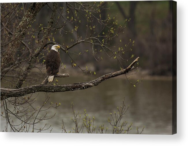 Bird Acrylic Print featuring the photograph Spring on the Potomac by Jody Partin