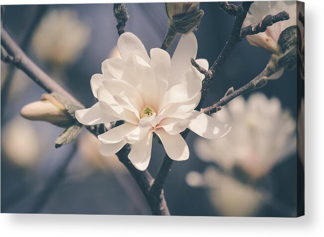 Spring Acrylic Print featuring the photograph Spring Sonnet by Viviana Nadowski