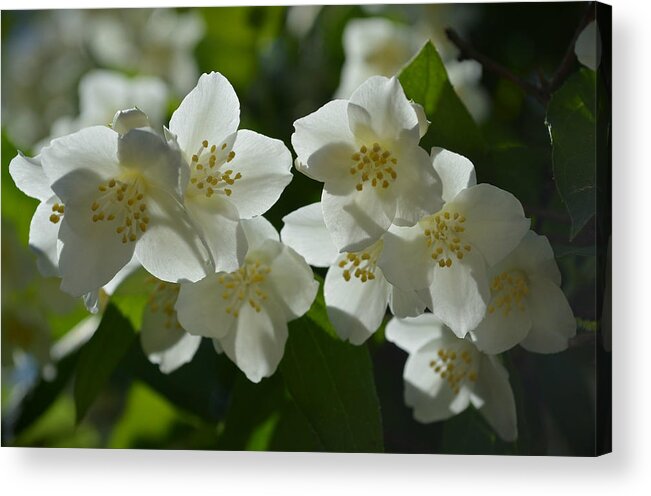 Flower Acrylic Print featuring the photograph Spring tenderness by Rumiana Nikolova