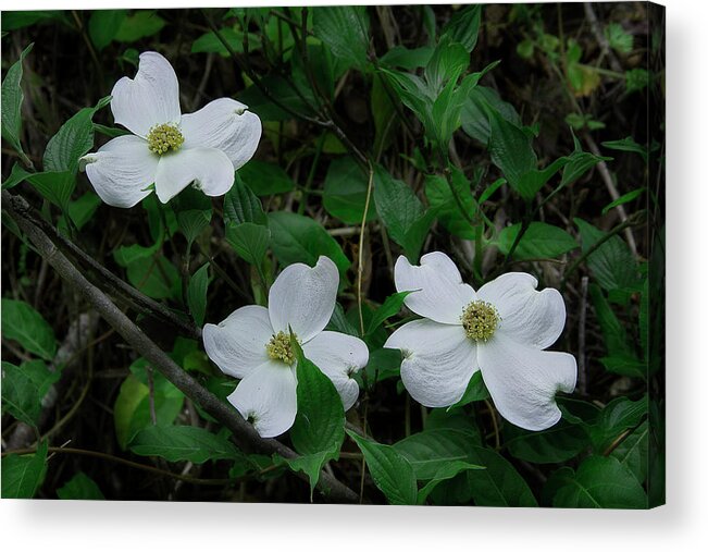 Dogwood Acrylic Print featuring the photograph Spring Time Dogwood by Mike Eingle