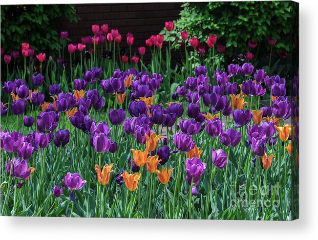 Tulips Acrylic Print featuring the photograph Spring Tulip Bed by Tamara Becker