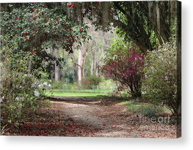 Spring Acrylic Print featuring the photograph Spring Tunnel by Carol Groenen
