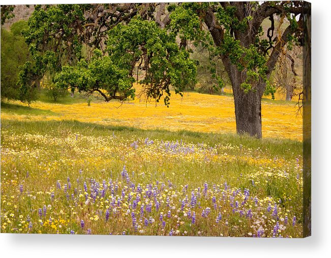Spring Acrylic Print featuring the photograph Spring Wildflowers by Carol Leigh