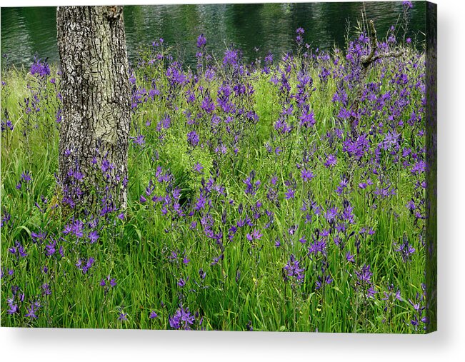 Camas Acrylic Print featuring the photograph Spring wildflowers by Inge Riis McDonald