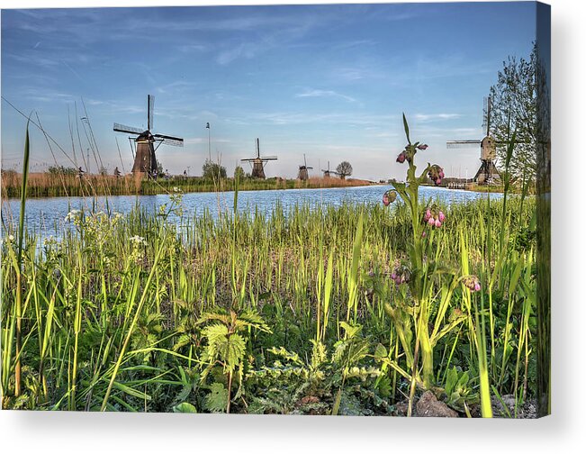 Kinderdijk Acrylic Print featuring the photograph Springtime at Kinderdijk by Frans Blok