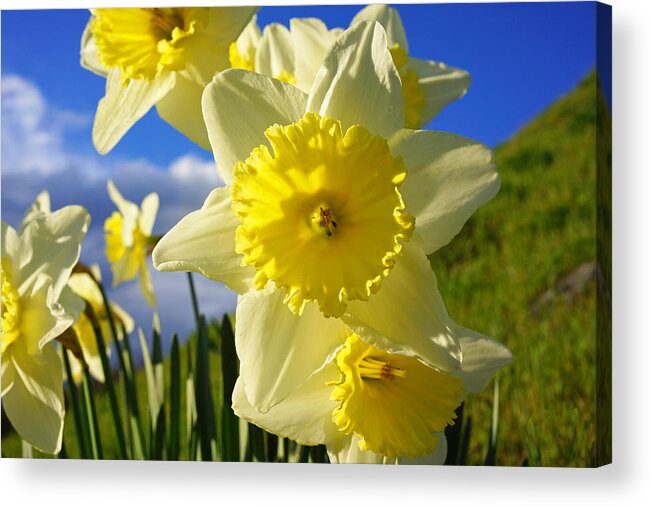 Blue Acrylic Print featuring the photograph Springtime Bright Sunny Daffodils Art Prints by Patti Baslee