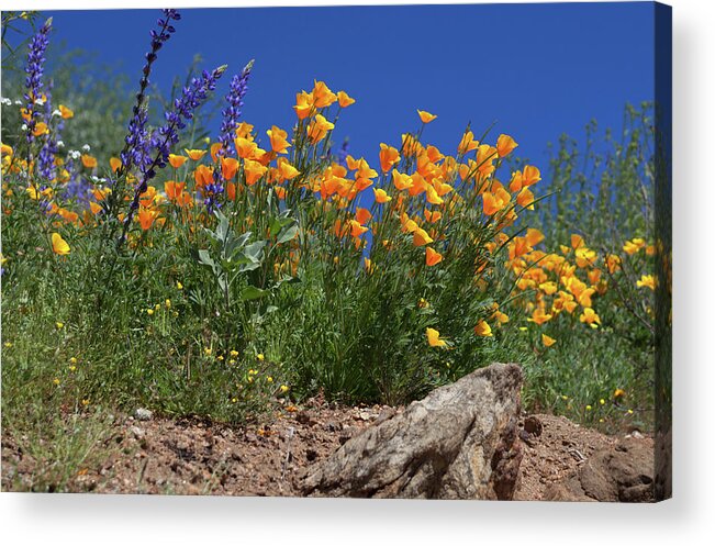 Poppies Acrylic Print featuring the photograph Springtime in Southern California by Cliff Wassmann