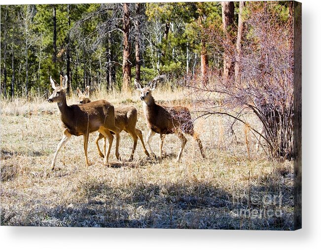 Deer Acrylic Print featuring the photograph Springtime Mule Deer in the Pike National Forest by Steven Krull