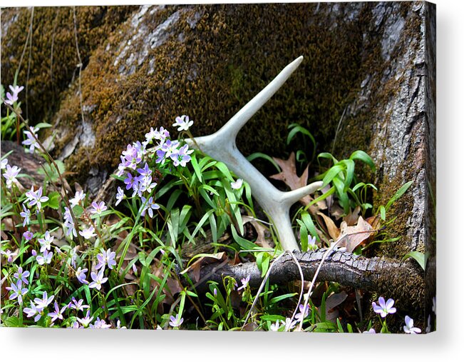 Spring Acrylic Print featuring the photograph Springtime Shed Anter by Brook Burling
