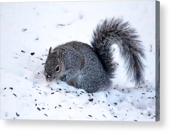 Nature Acrylic Print featuring the photograph Squirrel on the Hunt by Trina Ansel