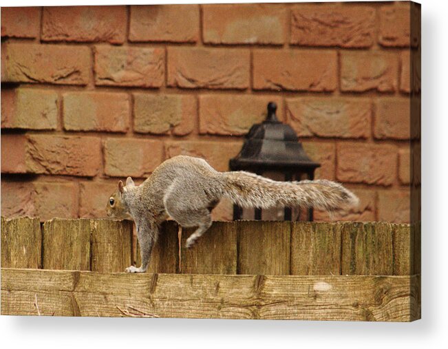 Urban Acrylic Print featuring the photograph Squirrel Parkour by Adrian Wale
