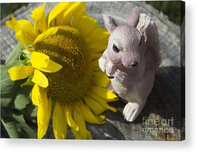 Sun Flower Acrylic Print featuring the photograph Squirrels Like Sun Flowers by Tara Lynn