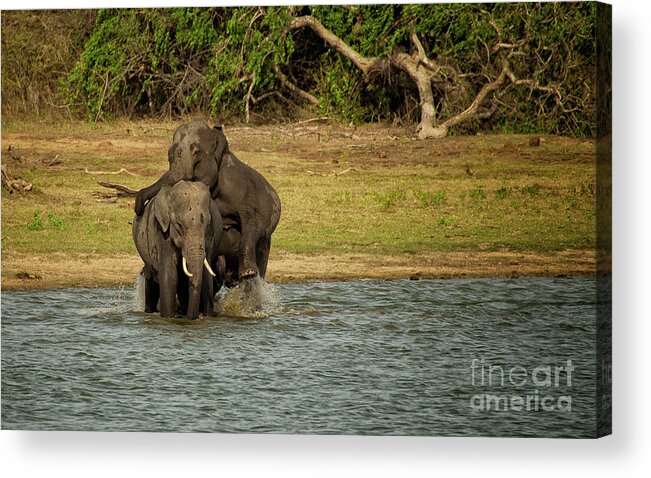 Yala National Park Acrylic Print featuring the photograph Sri Lankan Elephants by Venura Herath
