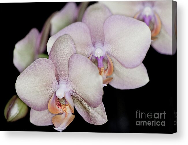 Orchid Acrylic Print featuring the photograph Stacked Together by Sherry Hallemeier
