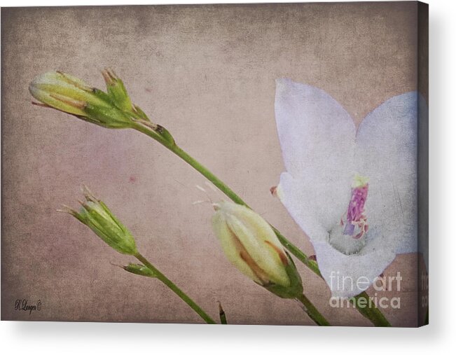 Flowers Acrylic Print featuring the photograph Stages of Life by Rebecca Langen