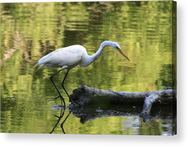 Egret Acrylic Print featuring the photograph Stalking Egret by Christopher J Kirby
