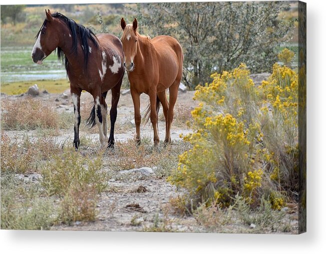 Virginia Range Mustangs Acrylic Print featuring the photograph Stallion and mare by Maria Jansson