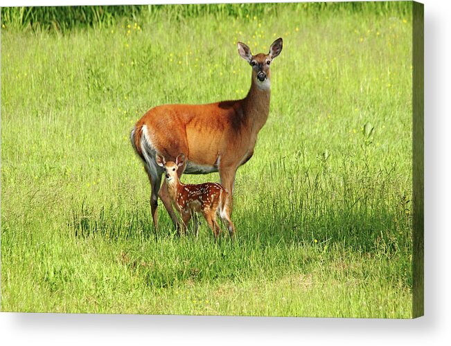 Deer Acrylic Print featuring the photograph Stand By Me by Debbie Oppermann