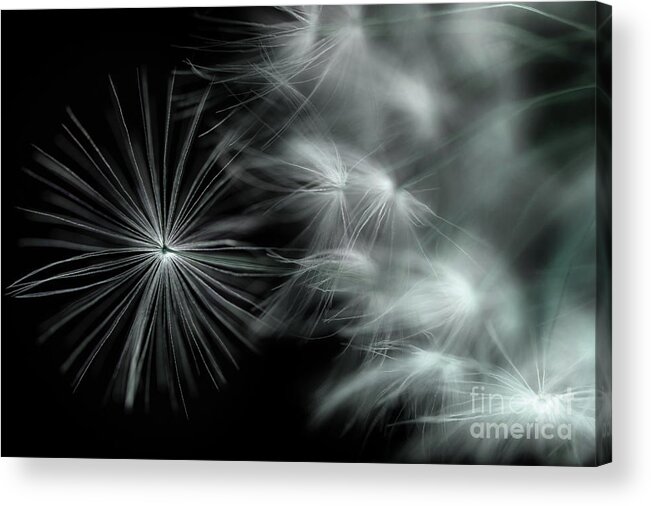 Dandelion Acrylic Print featuring the photograph Stand Out And Be Noticed by Michael Eingle
