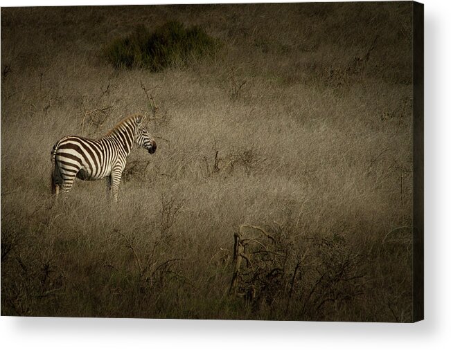 Zebra Acrylic Print featuring the photograph Standing in The Light by Roger Mullenhour