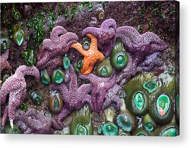 Starfish Acrylic Print featuring the photograph Standing Out by Randall Ingalls