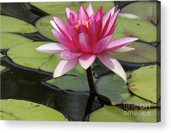 Waterlilly Acrylic Print featuring the photograph Standing Tall In The Pond by Deborah Benoit