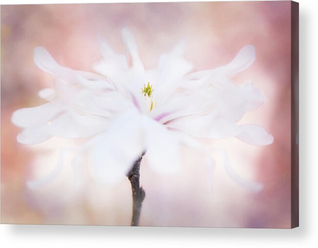 Star Magnolia Acrylic Print featuring the photograph Star Dancer by Kim Carpentier