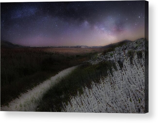 Cape Cod Acrylic Print featuring the photograph Star Flowers by Bill Wakeley