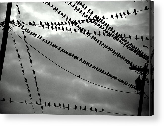 Starlings Acrylic Print featuring the photograph Starlings as Night Falls in Black and White by Antonia Citrino